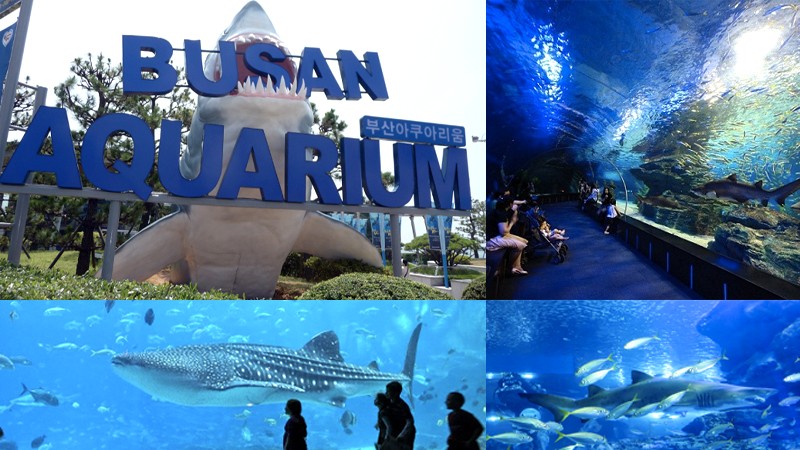 Viện hải dương Busan Aquarium