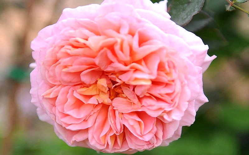 Hoa hồng Abraham Darby rose