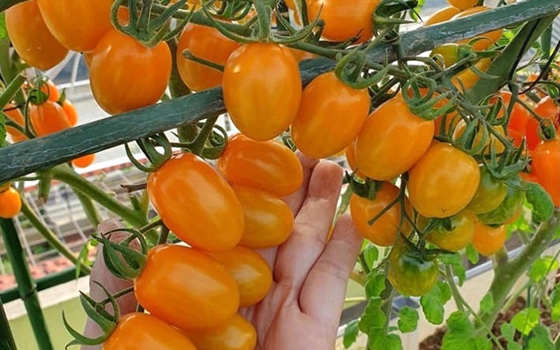 Giá cà chua: 60.000 - 100.000 đồng/kg