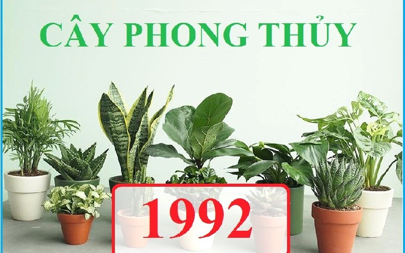 Cây phong thủy cho người tuổi thân