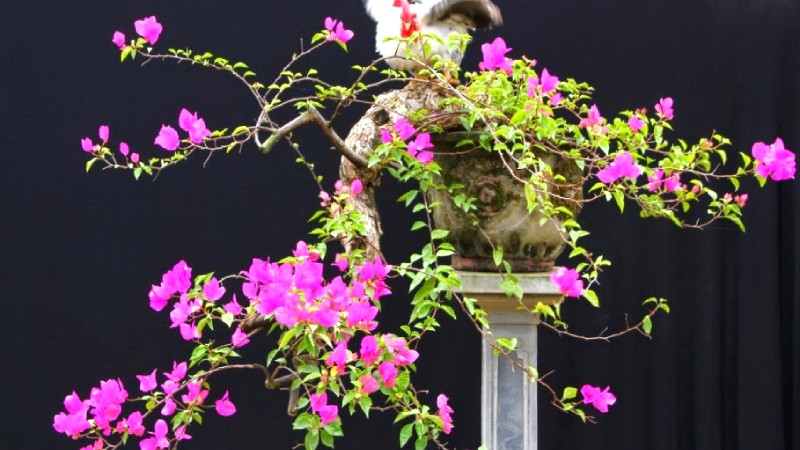 Hoa giấy trồng bonsai