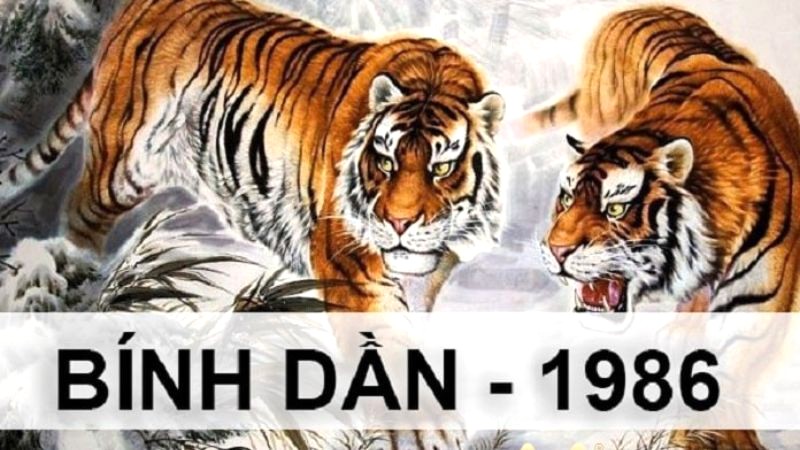 Xem tuổi Bính Dần 1986 phạm tam tai