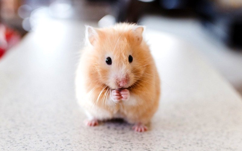 Hamster Bear