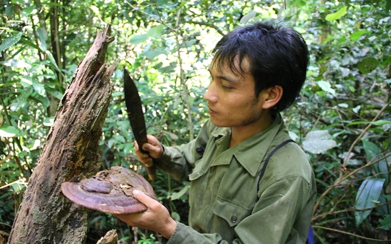 Linh chi quý hiếm, mọc rừng Kbang.