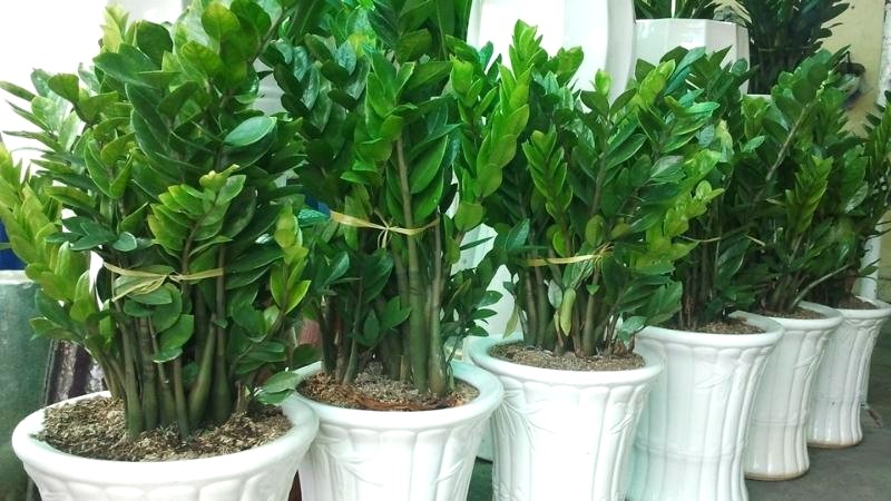 Cây phong thủy tuổi Tý