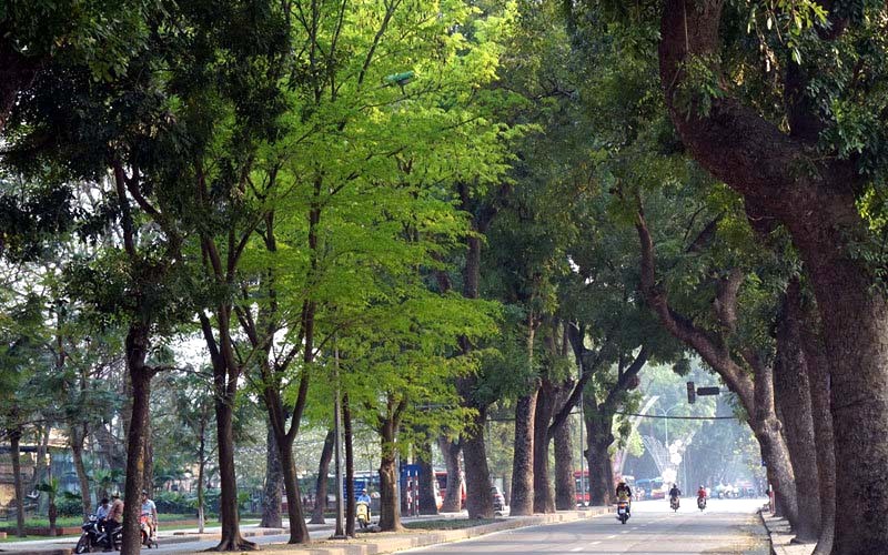 Vai trò của cây xanh đô thị