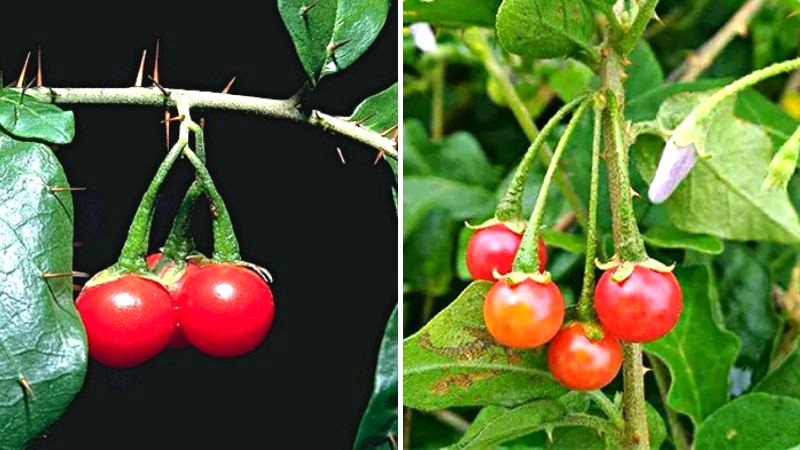 7 loại cây thuốc quý chữa bệnh ở Việt Nam