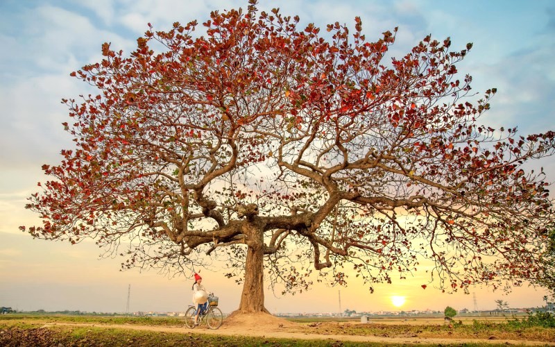 Bàng gai rực rỡ ngoại thành.