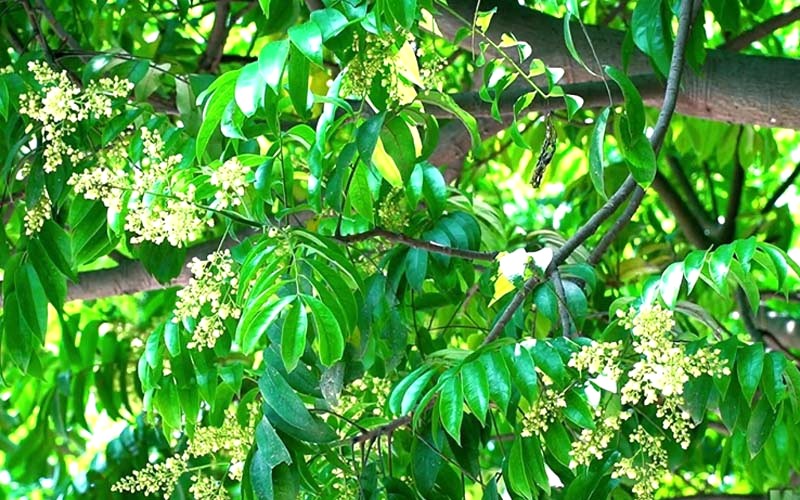 Cây sấu