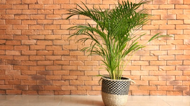 Cau Vàng: May mắn, thịnh vượng.
