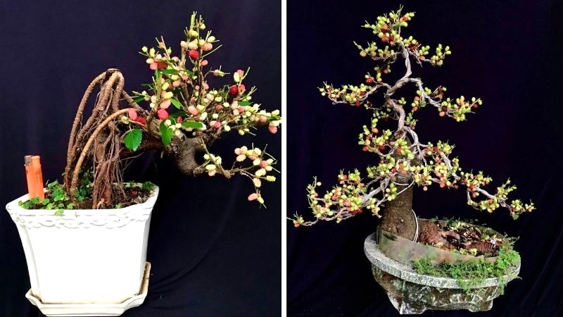 Bonsai Dâu tằm dễ chăm sóc