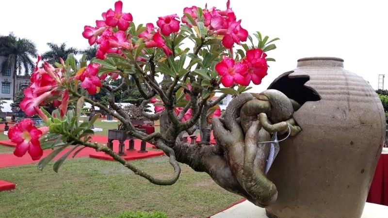 Bonsai Hoa Sứ hoa to, màu đẹp