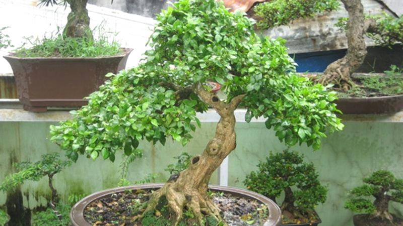 Bonsai nguyệt quế: Vinh quang thu nhỏ.