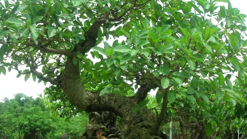 Bonsai Sung Cảnh mang tới sung túc