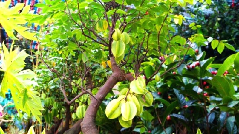 Bonsai Khế Cảnh gần gũi