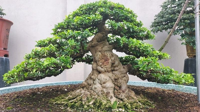 Bonsai Mai Chiếu Thủy dáng cực đẹp