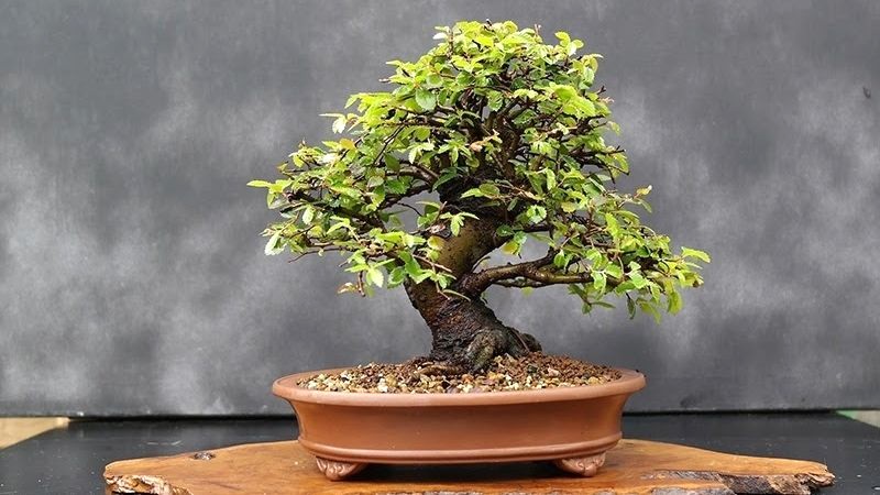 Bonsai Du Tàu ban công