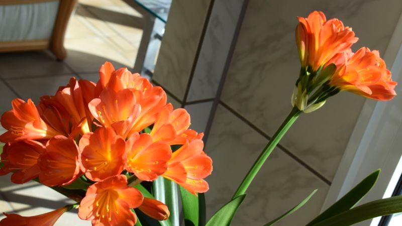 Hoa Lan Quân Tử: Biểu tượng kiên cường.
