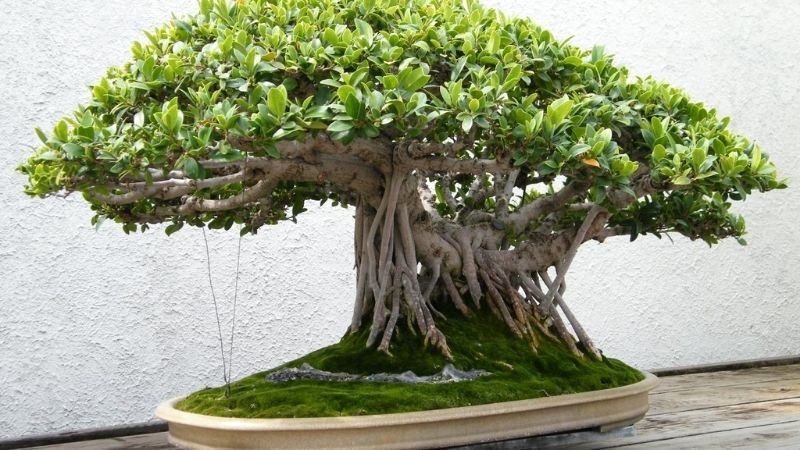 Cây Đa Cảnh Bonsai bộ rễ hùng vĩ