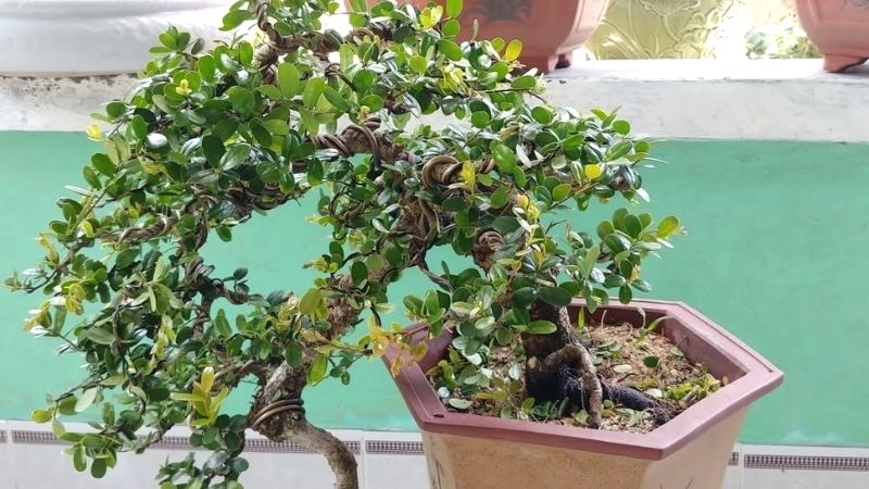 Bonsai hải châu miền trung đặc biệt