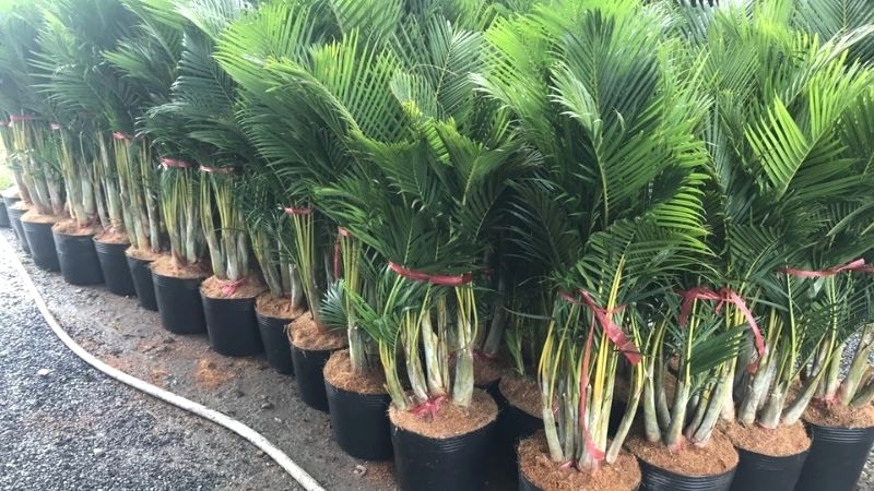 Công dụng của cây Cau Vàng