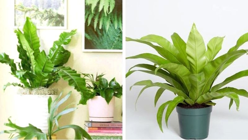 Các chăm sóc cây ổ phụng