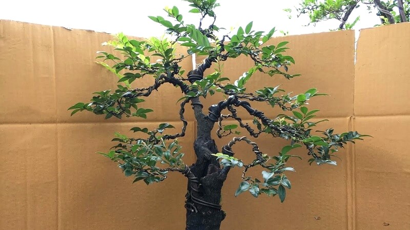 Tùng đen: Cây quý, giá trị cao.