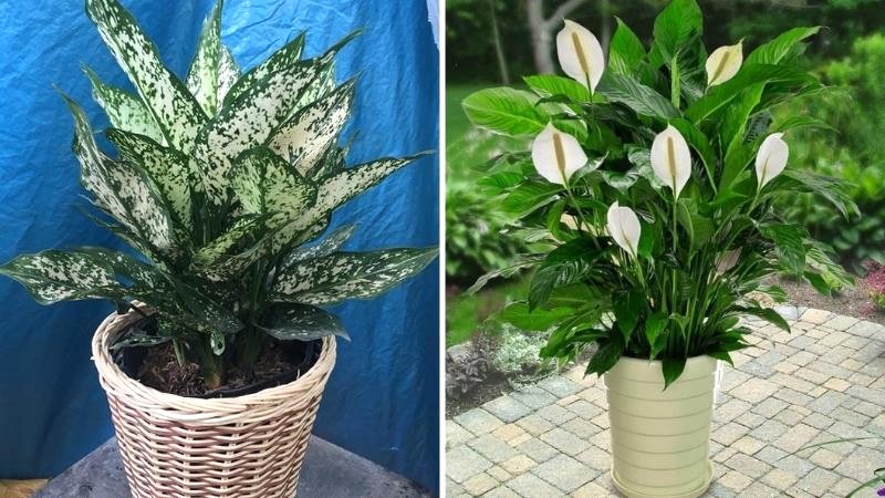 Cây phong thủy hợp tuổi Giáp Tý