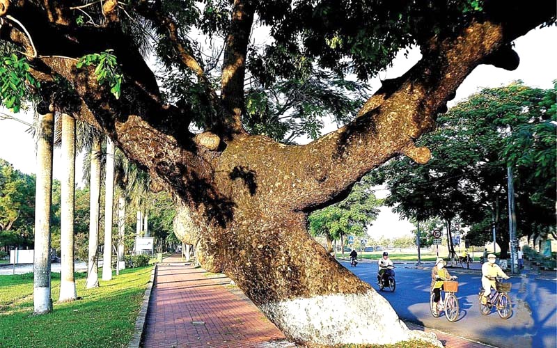 Cây xà cừ