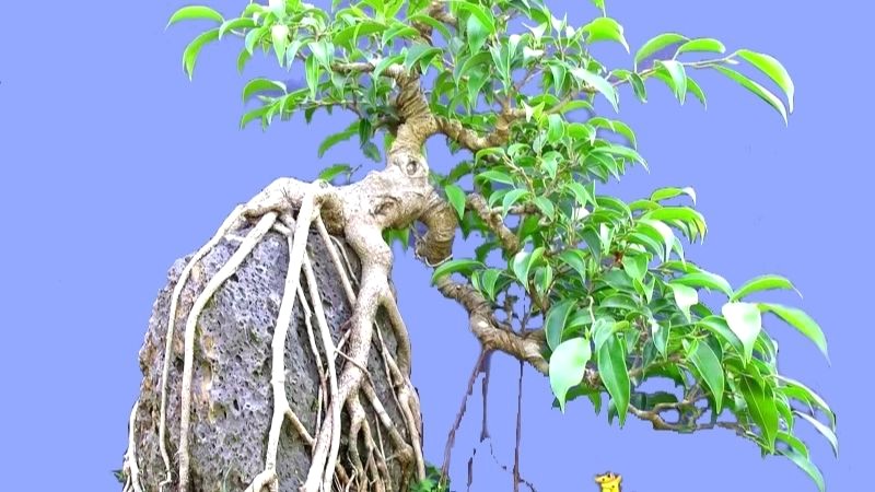 Cây Si Cảnh Bonsai đẹp lạ