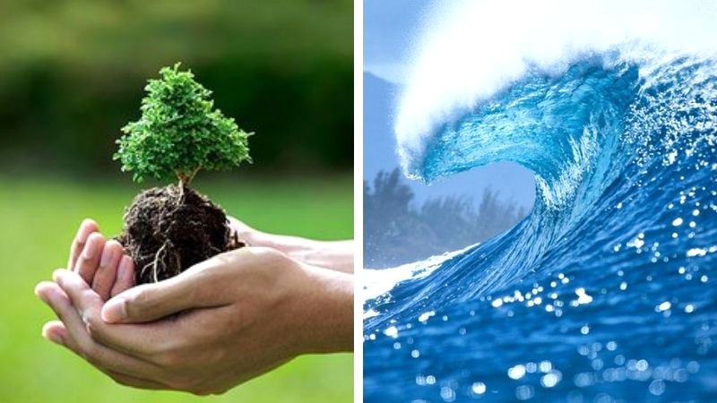 Cây Cau Vàng hợp mệnh Thủy, Mộc.