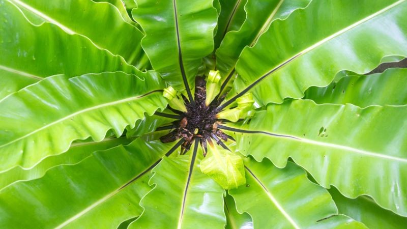 Cây ổ phụng (tổ phụng, ráng ổ phụng)