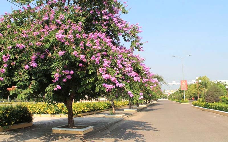 Cây bằng lăng
