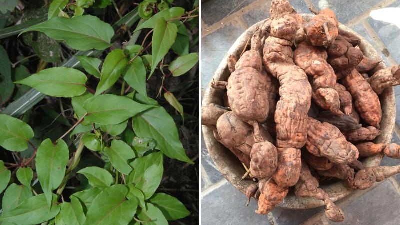 Hà thủ ô đỏ: Thuốc bổ.
