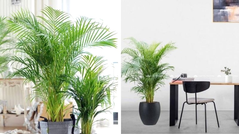 Đặt cây Cau Vàng hợp phong thủy