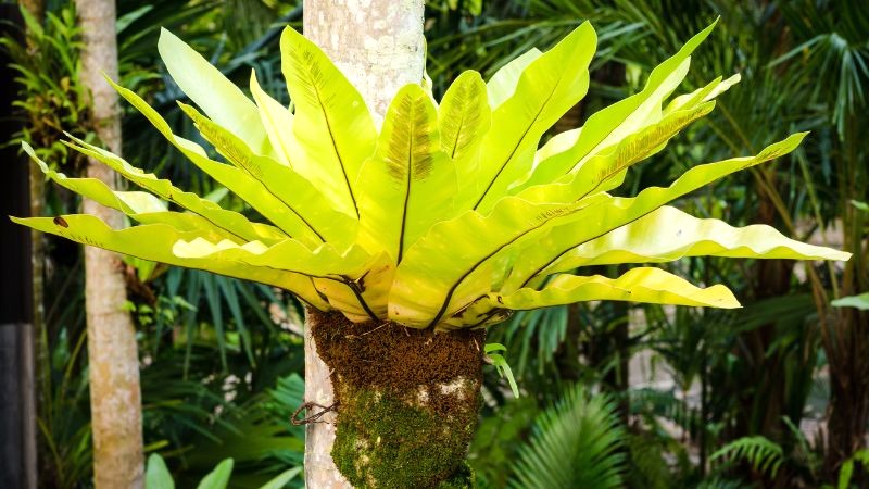 Phân bố rộng khắp, như Philippin, Úc,...