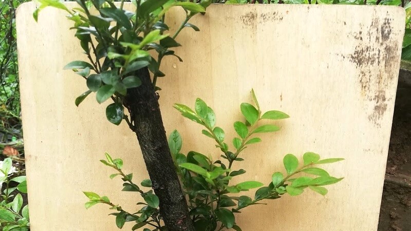 Tùng Đen hợp mệnh Thủy, Mộc.