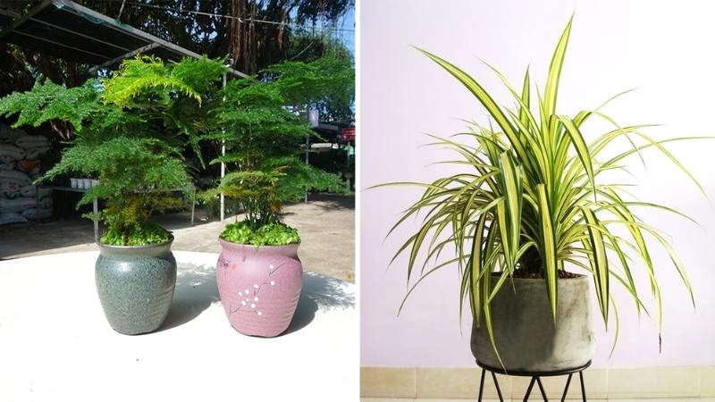 Cây phong thủy hợp tuổi Bính Tý