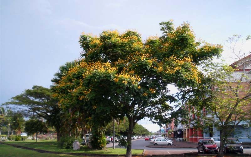 Cây lim xẹt