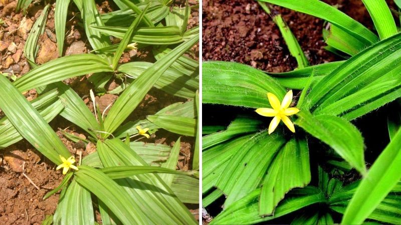 Sâm cau hỗ trợ sức khỏe sinh lý.
