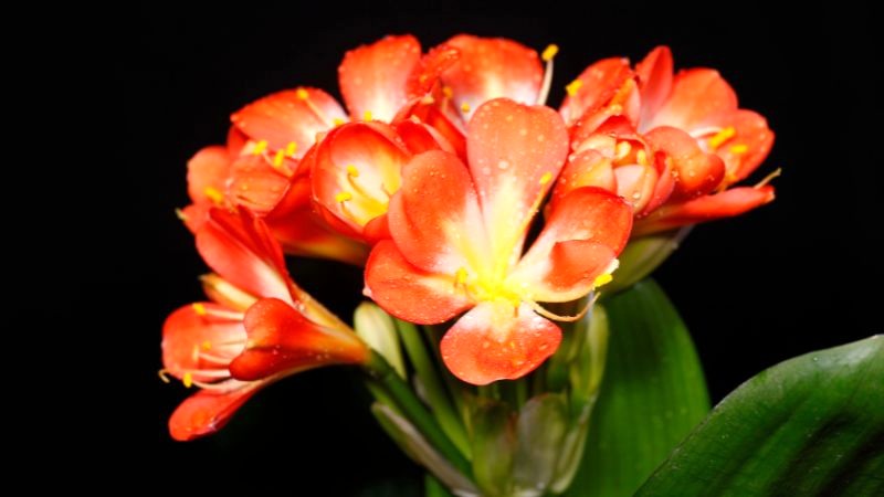 Tưới nước cho cây 2-3 lần/tuần.