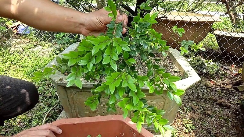 Tùng Đen hợp hướng Đông Bắc, Bắc, Đông.