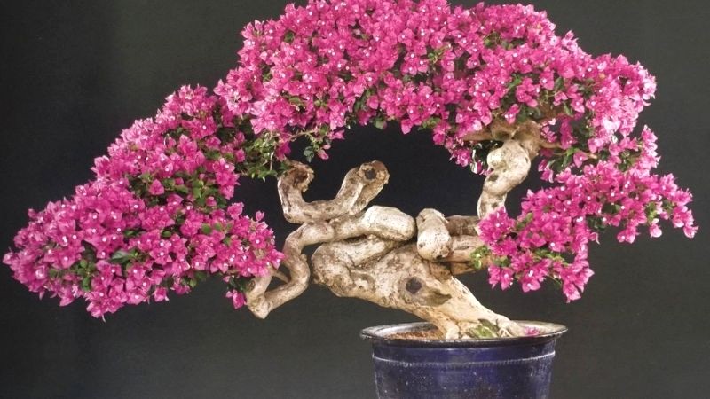 Bonsai Hoa giấy quen thuộc