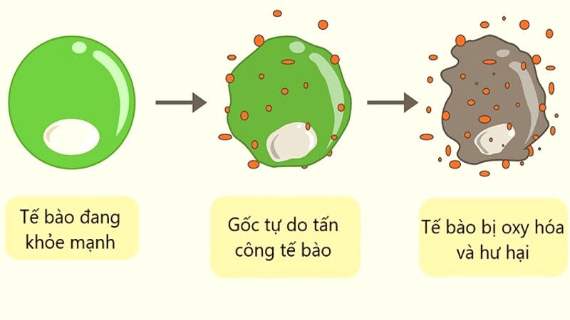 Bụi mịn gây hại tế bào bởi gốc tự do.