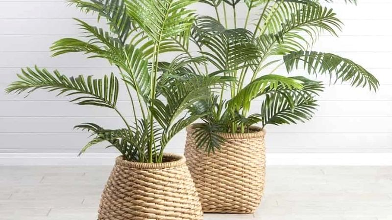 Kỹ thuật chăm sóc cây Cau Vàng