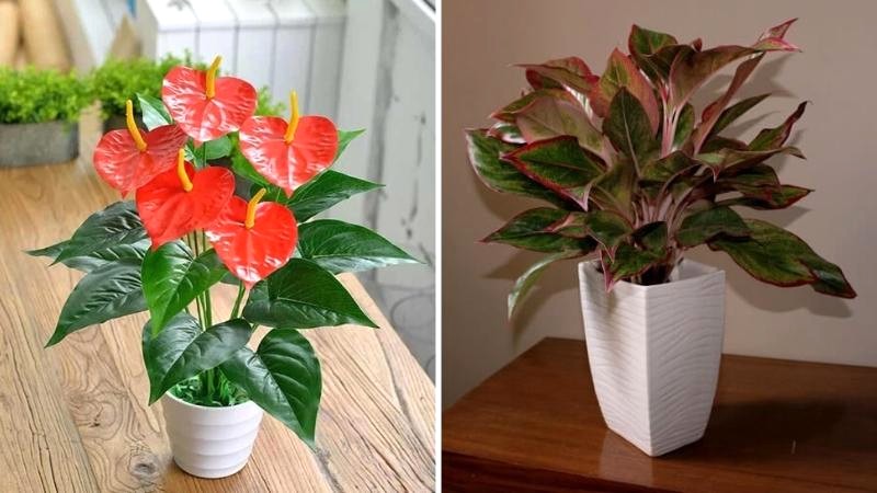 Cây phong thủy hợp tuổi Mậu Tý