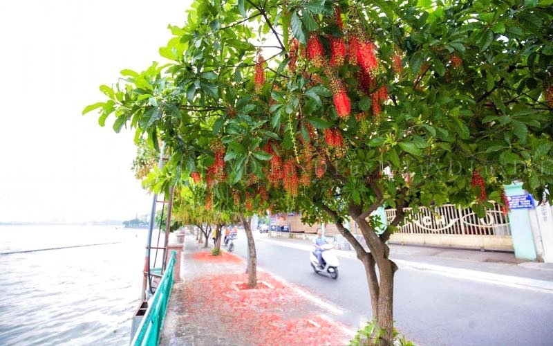 Cây lộc vừng