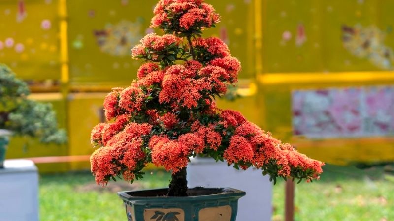 Bonsai Mẫu Đơn Đỏ yêu kiều