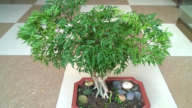 Bonsai Đinh lăng: Cây cảnh, nhiều công dụng.