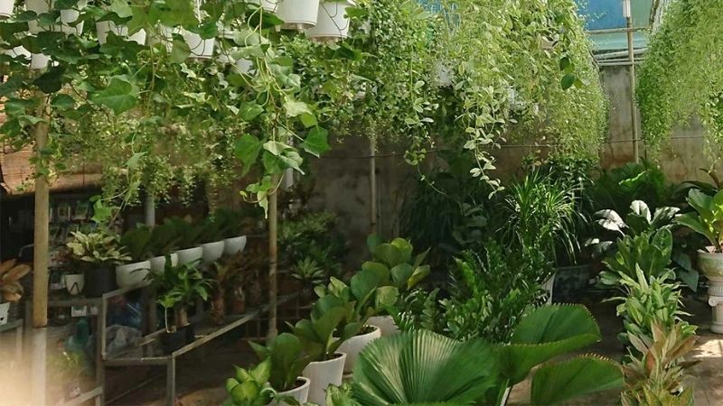 Nơi mua cây Cau Vàng và mức giá